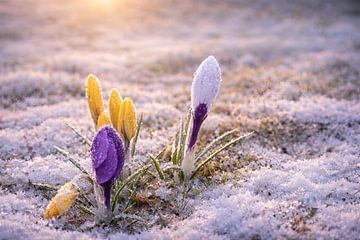 Crocuses in the soft morning light by Christina Bauer Photos