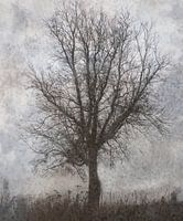 Winterbaum