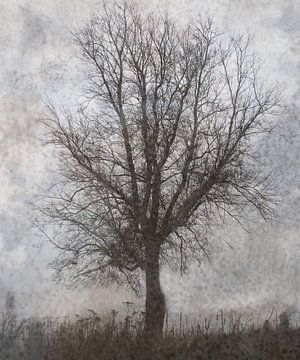 Arbre d'hiver