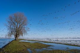 overvliegende ganzen in wit winterlandschap van Pixel Meeting Point