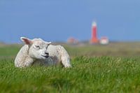 This is Texel! This is Texel!
