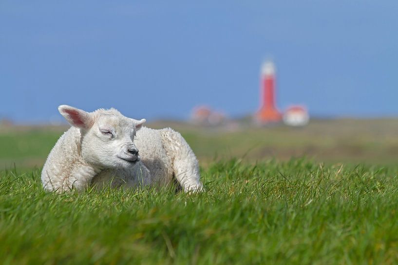 Dit is Texel! This is Texel! van Justin Sinner Pictures ( Fotograaf op Texel)