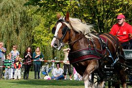 Powerhorse von Dutchphoto Press Pressphoto