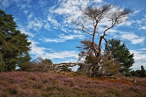 Westruper Heide