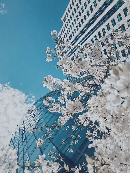 Boston by Hello Pompoyo