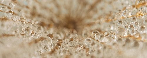 Druppels in een web structuur