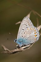 Prachtig Icarusblauwtje