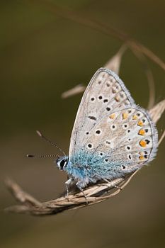 Prachtig Icarusblauwtje