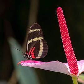 Butterfly in red by Peter Smeekens