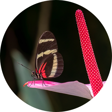Vlinder in rood van Peter Smeekens