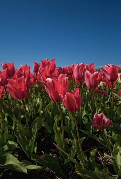 Bloembollenvelden in de bollenstreek by foto-fantasie foto-fantasie