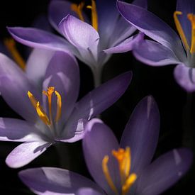 Paarsbloeiende krokus van Ulrike Leone