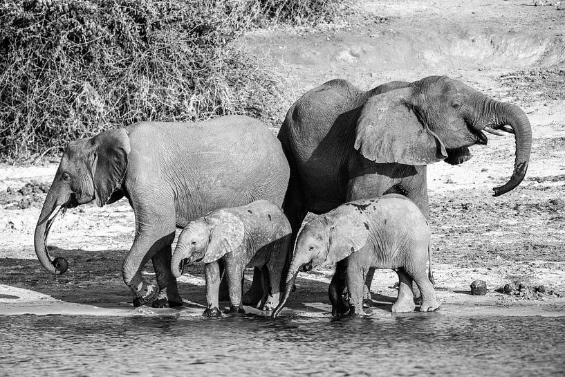 Olifanten in Chobe NP by Henri Kok