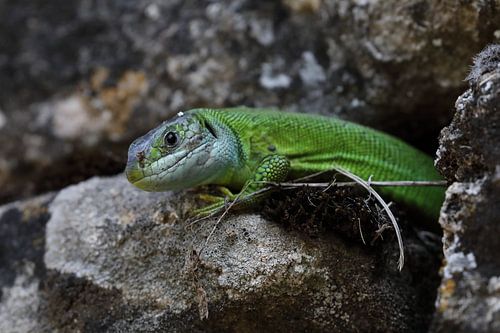 Westelijke groene hagedis (Lacerta bilineata) Duitsland