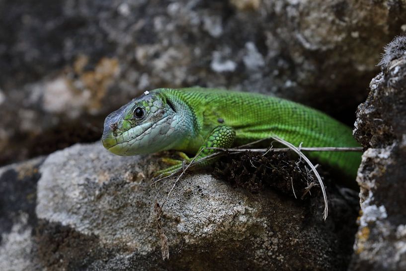 Lézard vert occidental (Lacerta bilineata) Allemagne par Frank Fichtmüller