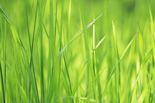 De l'herbe fraîche au printemps