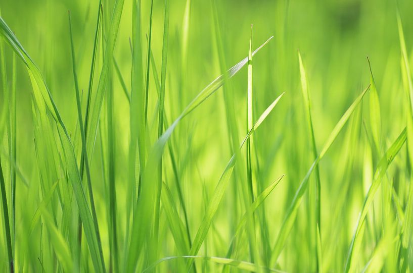 Fresh Green Grass by Tanja Riedel