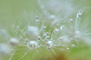 Waterdruppels op uitgebloeide paardenbloem