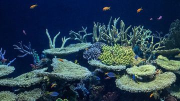 koraal en vissen in Oceanium : Diergaarde Blijdorp van Loek Lobel