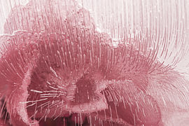 Roze abstractie - De lijnen tekenen de roze bloem van Marjolijn van den Berg