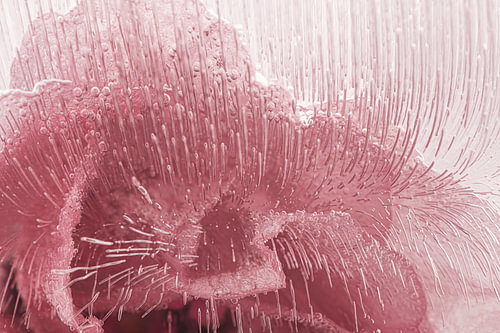 Pink abstraction – The lines outline the pink flower by Marjolijn van den Berg