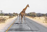 Giraffe auf Strasse van Felix Brönnimann thumbnail