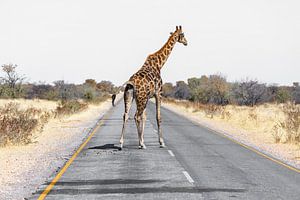 Giraffe auf Strasse sur Felix Brönnimann
