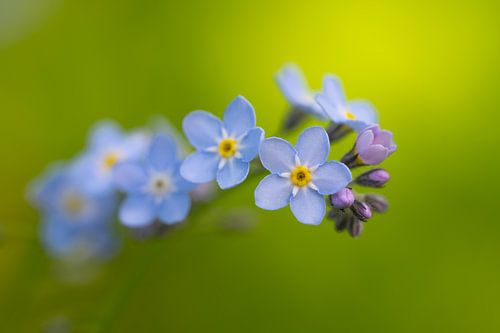 Forgetmenite