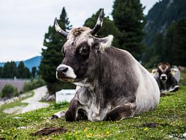 Austrian cow by MDGshots