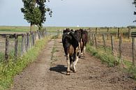 Koeien op weg naar stal van Monique Meijer thumbnail