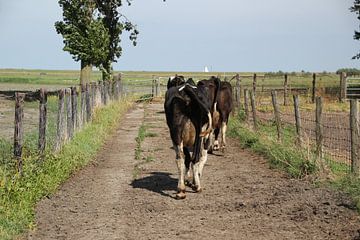 Koeien op weg naar stal van Monique Meijer