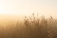 Fog through the reeds