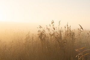 Nebel durch das Schilf