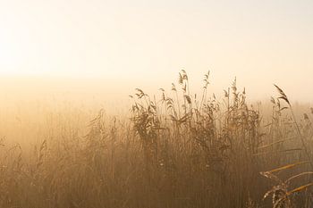Nebel durch das Schilf