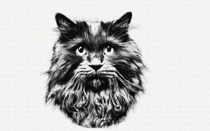 Impressionnant portrait d'un chat à poils longs noir et blanc