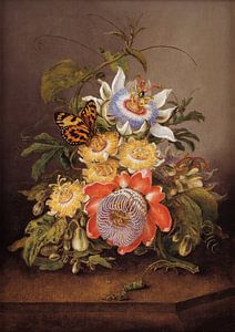 Passiebloemen, Ferdinand Bauer