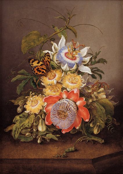 Passionsblumen, Ferdinand Bauer von Meisterhafte Meister