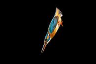 Eisvogel, der im Wurf fotografiert wurde. von Jeroen Stel Miniaturansicht