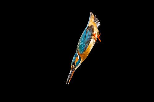 IJsvogel gefotografeerd in het Gooi
