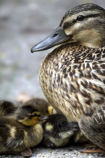 Mother with the little ones by Mario de Lijser