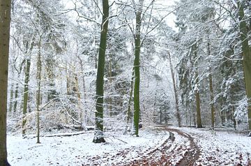 Boslandschap met sneeuw van Corinne Welp