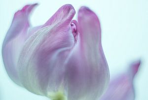Zachte tulp
