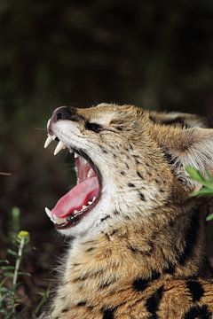 Serval (Leptailurus serval) van Dirk Rüter