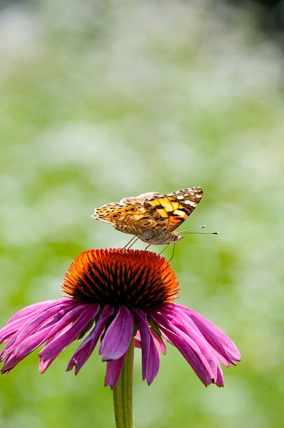 Redshank butterfly on Echinacea purpurea by Rob Donders Beeldende kunst