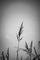 Graan - Zwart/Wit