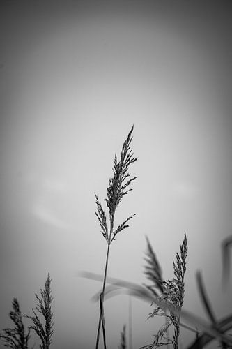 Grain - Noir/blanc