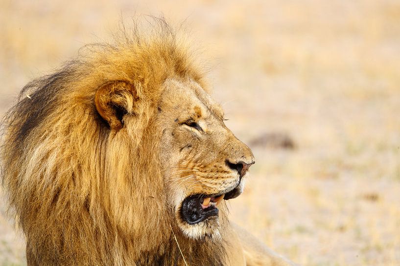 Löwe, Hwange Nationalpark, Simbabwe von Marco Kost