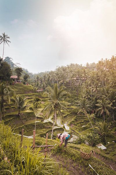 Bali by Hello Pompoyo