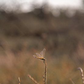 Libelle in der Natur von Südfrankreich von HappyTravelSpots