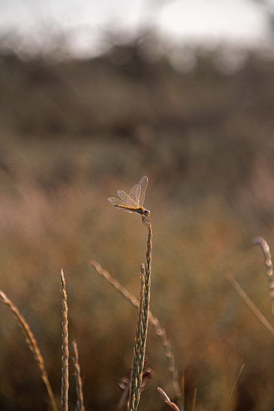 Libel in de natuur van Zuid-Frankrijk van HappyTravelSpots